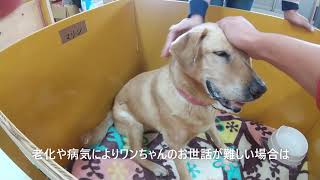 老犬介護　てんかん発作の様子