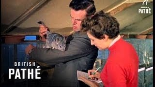 Fur Farming (1959) What Is A Chinchilla Coat