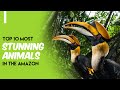 Top 10 Most Stunning Animals In The Amazon