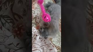 🐈🐾#viral #shortvideo #trending #shorts 🐈🐾#viral #shortvideo #trending #shorts
