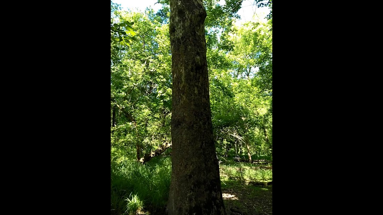 Sunnyside Sycamore, South Branch Central Area Ramblings with a