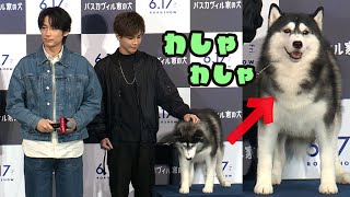 岩田剛典、頭を‟わしゃわしゃ♡”ハスキー犬と戯れる（映画「バスカヴィル家の犬　シャーロック劇場版」公開直前イベント）