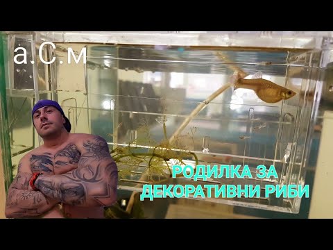 Видео: Безмилостна розова цветя с тесни златни рибки