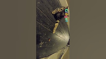 Palmetto plaything #shorts #cat #kitten #catlover #cutecat #tabby #tabbycat #tabbykitten