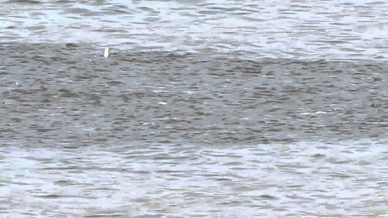 お台場海浜公園 跳ねる魚 Youtube お台場海浜公園 跳ねる魚 Youtube