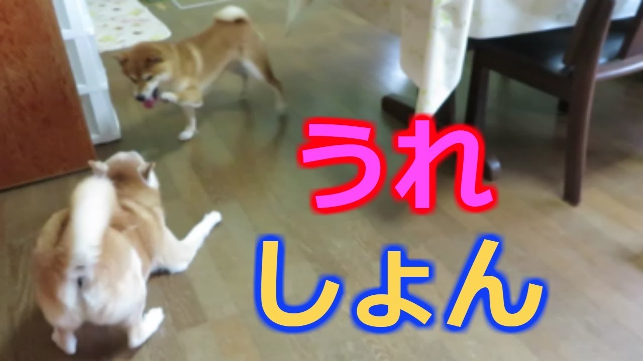 先輩犬とのじゃれ合いでテンション上がりうれしょんをする柴犬まめ Youtube