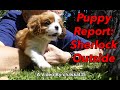 Puppy report sherlock outside