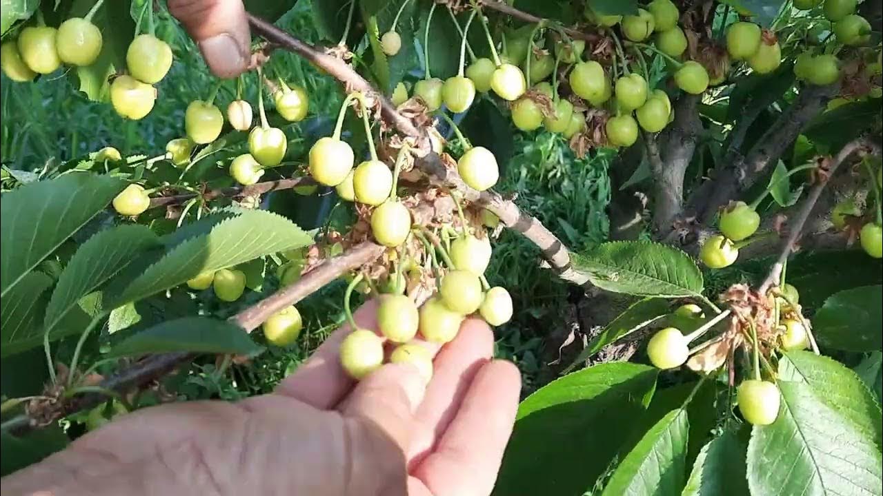 Gayrioddiy, nostandart ayol figuralari porno