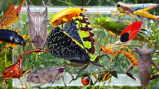 Wild Bug Hunting: Strange Giant Grasshoppers, Rare Stink Bugs, Beautiful Beetles & More