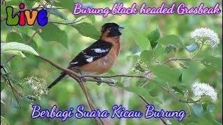 Masteran Burung Amerika latin