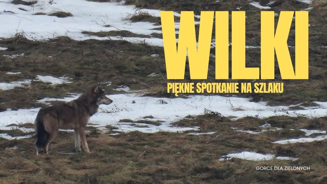 Wilki na szlaku, cudowne spotkanie w zimowej scenerii. #wilk #wilki #wataha