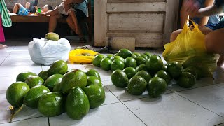 Harvesting mangga at avocado