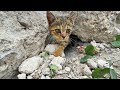 Cruelty exposed. Rescue team saves kitten trapped in pile of rocks.
