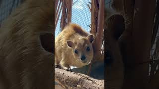 Hyrax screaming #wawa! The small animal related to elephants. #hyrax