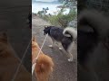 Huskyboy Peijai Kigo Meet Shiwa In Private Road 