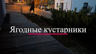 Ягодные кустарники. Подготовка участка к посадке. Обживаем дом в Германии #7