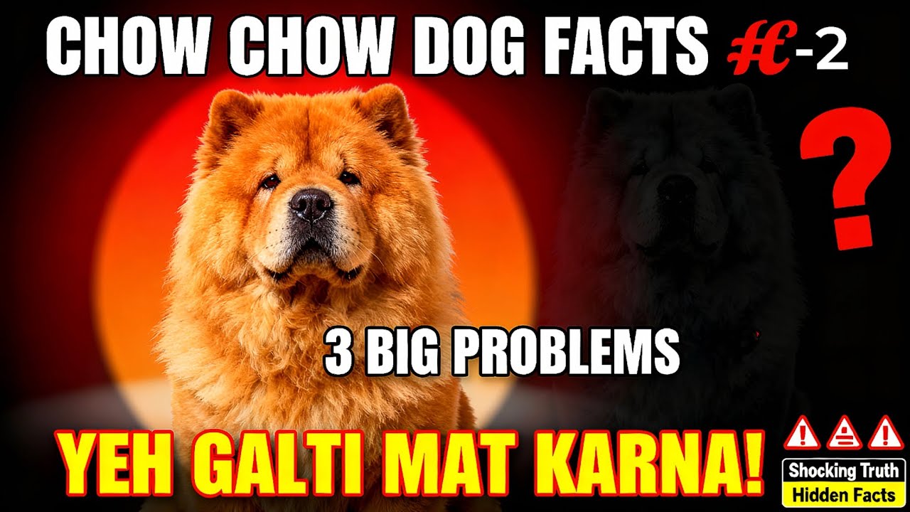 🚨 “Before You Get a Chow Chow Dog – Watch This Full Information Video!”  ⚠️ Aap Na karen Ye Galti 