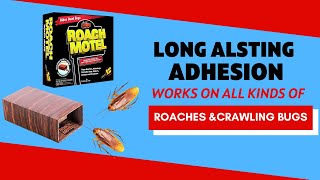 Black Flag Roach Motel - Is it Really Effective Against Cockroaches & Bugs?