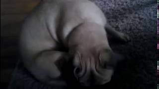 Pug chasing his tail