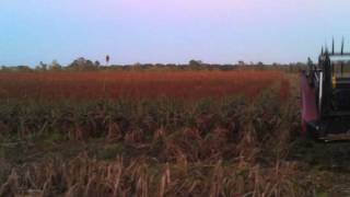 2011sorghumharvest.wmv