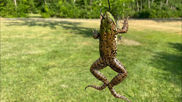 Catching a HUGE Bass on a LIVE FROG