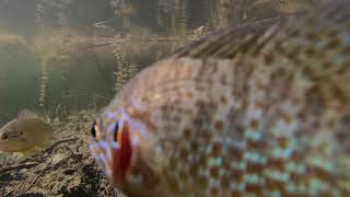 Wien Lobau Underwater : angry fish wants to remove the gopro