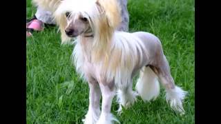 Chinese Crested Dog Fast Facts by Dog Planet 9,929 views 8 years ago 1 minute, 38 seconds