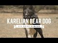 KARELIAN BEAR DOG: THE BIG GAME HUNTER