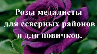Розы медалисты для северных районов и для новичков. Питомник растений Е. Иващенко