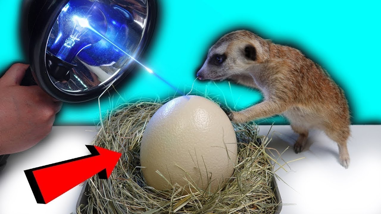 HATCHING A SUPERMARKET OSTRICH EGG! YouTube