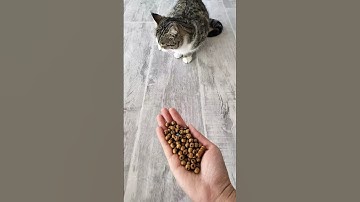 Cat ASMR 🔴🟡 Reverse Video #cat #satisfyingtommy