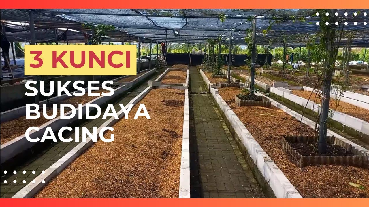 KUNCI UTAMA SUKSES BUDIDAYA CACING