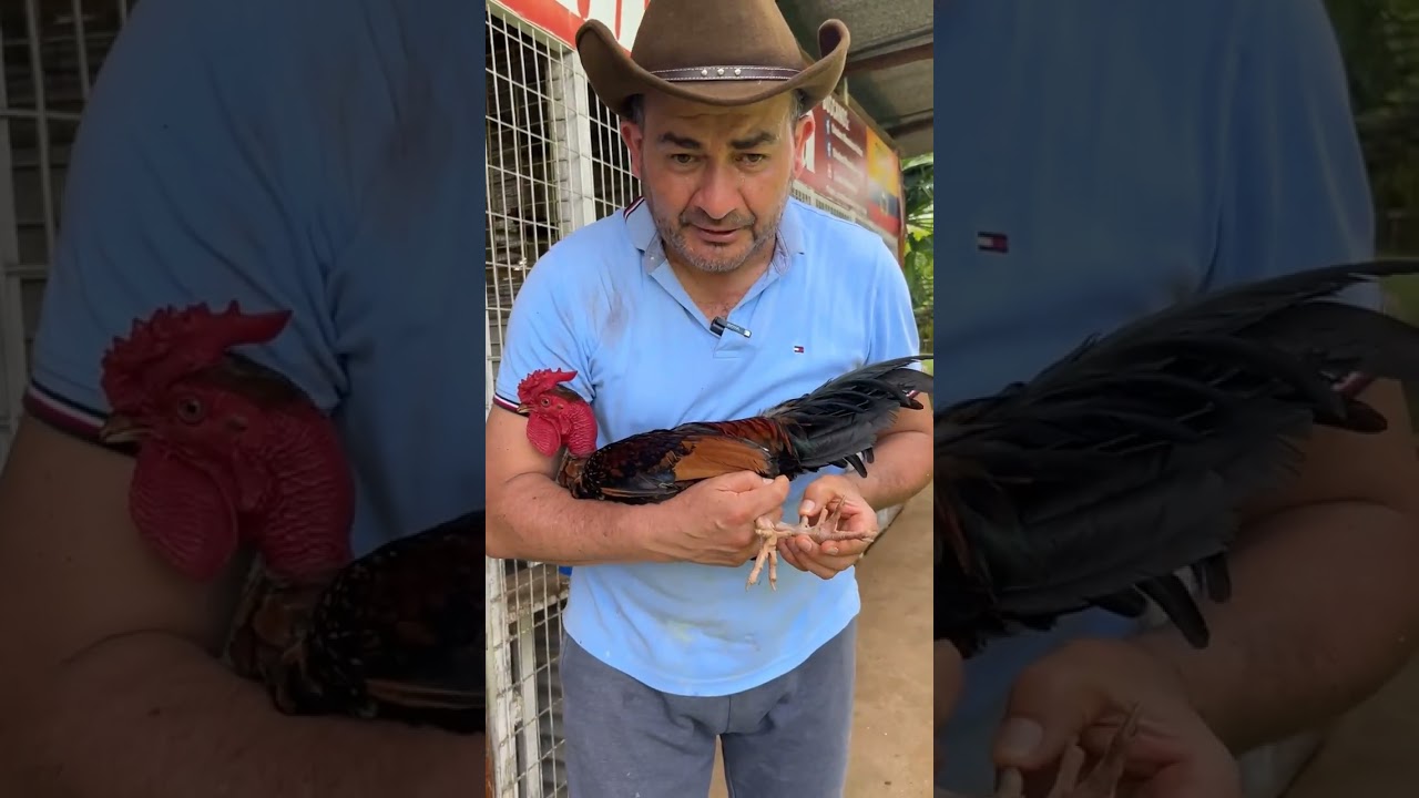 Pollos Crestones Disponibles. Mamalena