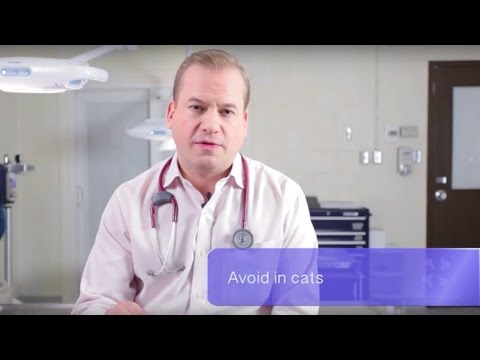 Vet Guide | What You Should Know About Over-the-Counter Antihistamine Use in Dogs and Cats