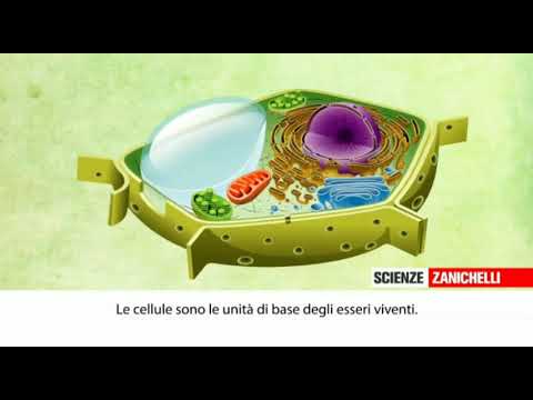 Video: Cosa c'è in una cellula animale?