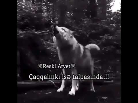 ✴✴Reski-Atvet✴✴