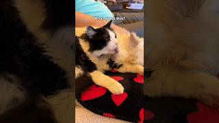 I Love It Too Cute To Handle