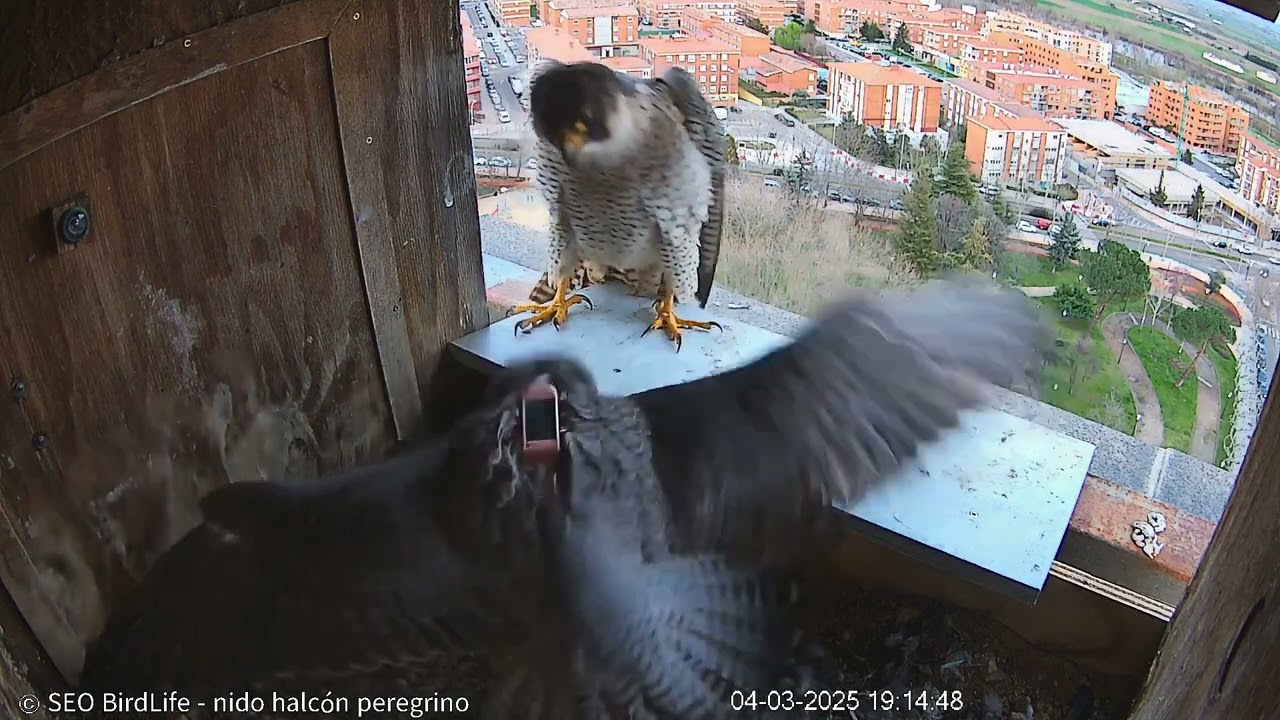 Ataque de halcón peregrino -Zamora-SEOBirdLife, Castilla y León, España.