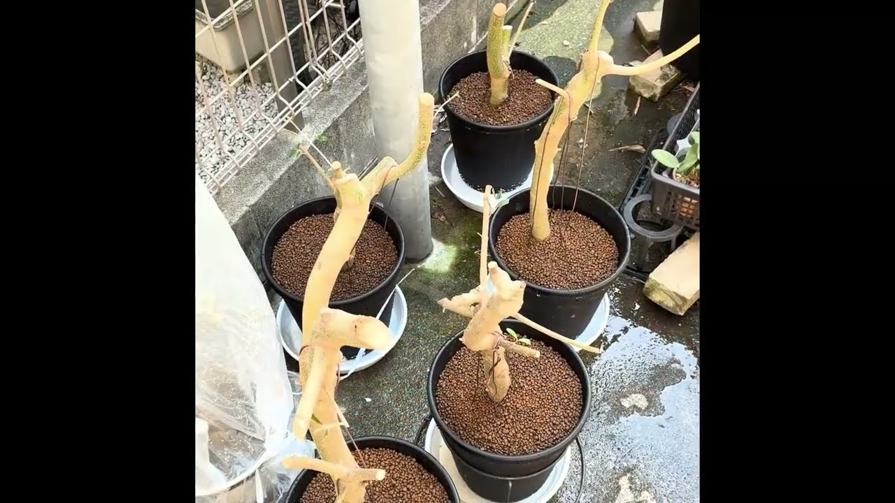 Propagating Olive from Thick Cuttings オリーブの太木挿し 2026.5