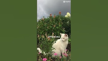 قران كريم {القارئ~ علي جابر}🤍🥹 #قرآن #اكسبلور #لايك #أحاديث_الرسول #سورة #راحة_نفسية #علي_جابر
