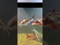 Ornamental fish🐟 #colourfish #fishes #Colourful