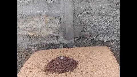 Coco Peat expansion with water