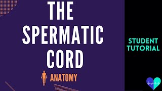 The Spermatic Cord - Anatomy Tutorial