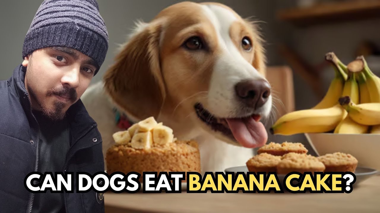 🍌 Can Dogs Eat Banana Cake? 🐶 | Safe Treats for Your Furry Friend Explained!