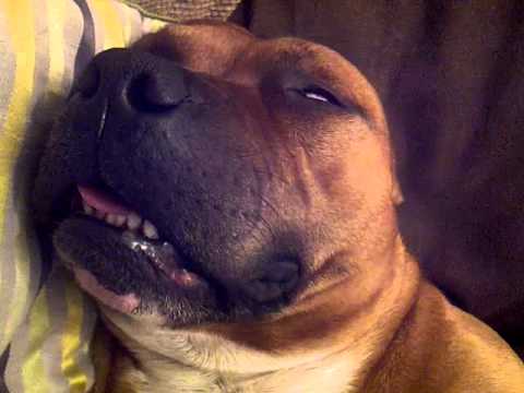staffy snoring