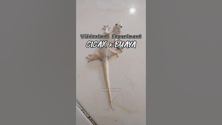 DnA cicak dan Buaya digabung #wildanimalexperiment #fiksi #animal #science