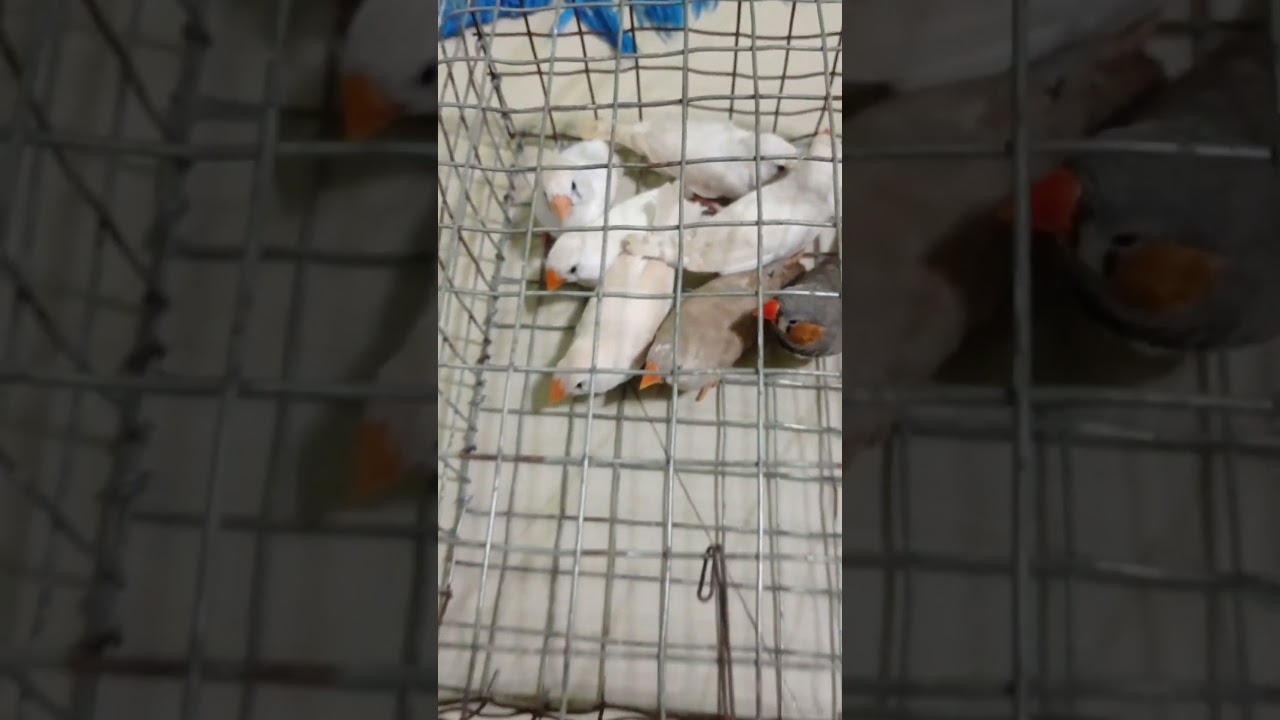 Watch Finch bird 4 pair #viralvideo #bird#reels#shorts #youtubeshorts on YouTube Watch Finch bird 4 pair #viralvideo #bird#reels#shorts #youtubeshorts on YouTube