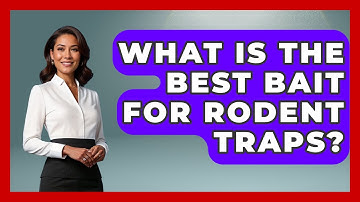 What Is The Best Bait For Rodent Traps? - Insects and Invaders