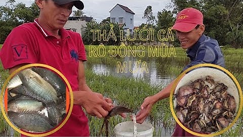 Thả lưới cá rô đồng mùa lũ lụt .