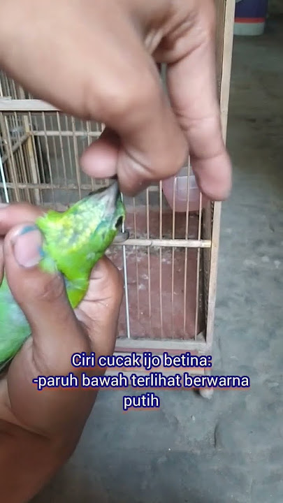 ciri cucak ijo ?seperti ini 💯% betina.#short.